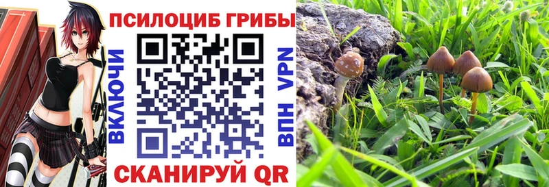 Псилоцибиновые грибы Psilocybe  Суворов 